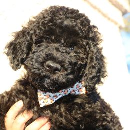 Mr. White - Black Labradoodle puppy in Las Vegas, Nevada from Patriot Labradoodles