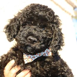Mr. White - Black Labradoodle puppy in Las Vegas, Nevada from Patriot Labradoodles