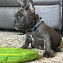 French Bulldog Puppies from Honey Bee Frenchies
