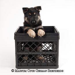 Orange Collar Male - German Shepherd puppy in Columbia, Missouri from Magnum Opus German Shepherds