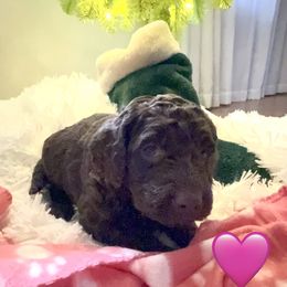 Zoey - Chocolate female Labradoodle puppy in Spur, Indiana from Purple Heart Canines