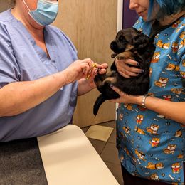 German Shepherd Puppies from Autumn's House of German Shepherds, LLC