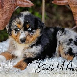Boone - Blue merle male Australian Shepherd puppy in Olivehurst, California from Double M Aussies