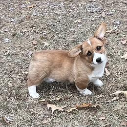 SHYLA - AKC - Red female Pembroke Welsh Corgi puppy in Millsap, Texas from BJ's Blessings