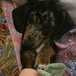 Nova - Dachshund