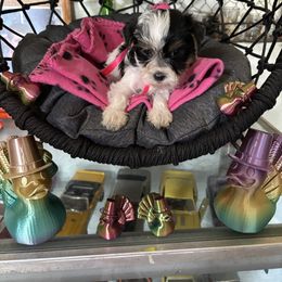 Pink girl - Parti female Yorkshire Terrier puppy in Cocoa, Florida from SummerTime AKC Yorkies