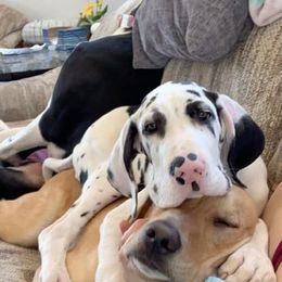 Great Dane Puppies from Black Tie Danes