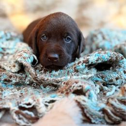 Scout - Chocolate male Labrador Retriever puppy in Sweet Home, Oregon from Knotty Creek Labradors