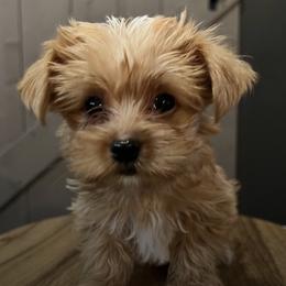 Yorkshire Terriers from Charitabee’s Yorkies