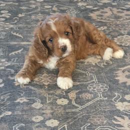 Mable - Red female Cavapoo puppy in Maize, Kansas from Happy Doodles- Cockapoo and Cavapoo puppies