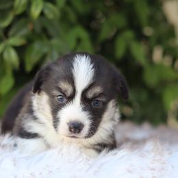 Girl 6 - Black and tan female Pembroke Welsh Corgi puppy in Caliente, California from Rafter Cross 7
