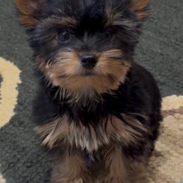 Justice - Black and gold male Yorkshire Terrier puppy in Colmesneil, Texas from Wanda Toparcean's Yorkies