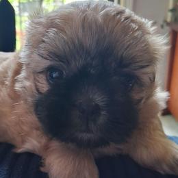 Maple - Black gold and white female Shih Tzu puppy in Memphis, Tennessee from Lady and the Tramp