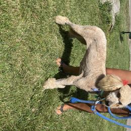 Matilda  - Poodle