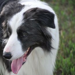 Scout  - Border Collie