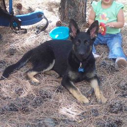 German Shepherd Puppies from Von Lindesfarne