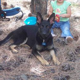 German Shepherd Puppies from Von Lindesfarne