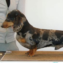 Bacon - Dachshund