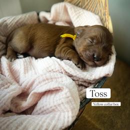 Toss - Red male Cavapoo puppy in Easley, South Carolina from Cutiepie Cavapoos