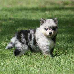 Daisy - Merle female Pomsky puppy in Wolfe City, Texas from Susan Warnock