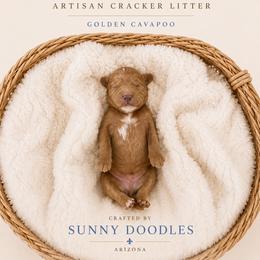 Carr - Red male Cavapoo puppy in Queen Creek, Arizona from Sunny Doodles
