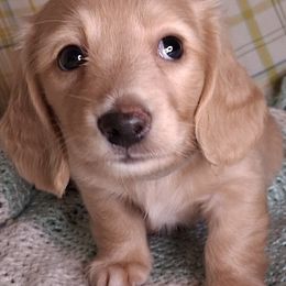 Dachshund puppies from Stacie's Charming Doxies