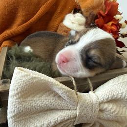 Cookie - Sable and white female American Corgi puppy in Paxton, Illinois from McGovern Family Corgis