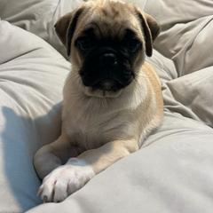 Pug Puppies from Pugs Puppies 🐶