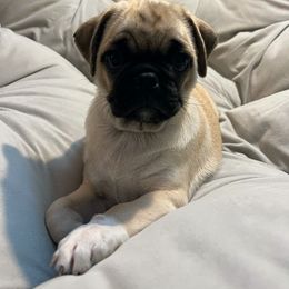 Pug Puppies from Pugs Puppies 🐶