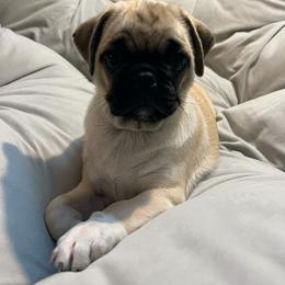 Pug Puppies from Pugs Puppies 🐶