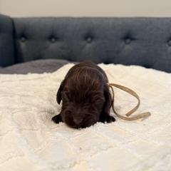 White - Liver female Boykin Spaniel puppy in Pearland, Texas from Double Shot Boykins