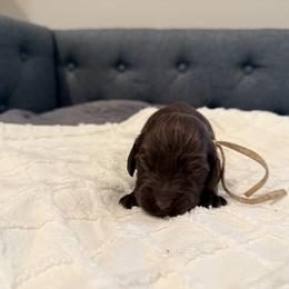 White - Liver female Boykin Spaniel puppy in Pearland, Texas from Double Shot Boykins