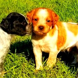 French Brittany Puppies from Solitaire kennel / French Brittanies