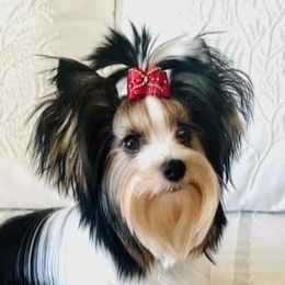 Biewer Terriers from Strait Layne Biewers