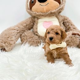 Lola May - Apricot female Cavapoo puppy in Statesville, North Carolina from Doodle Babies