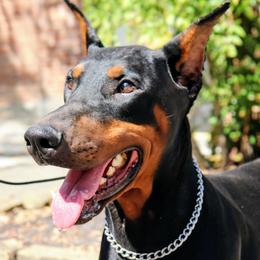 Osten - Doberman Pinscher