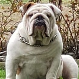 Smiley - English Bulldog