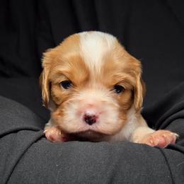 Boy 2 - Blenheim male Cavalier King Charles Spaniel puppy in Sparta, Georgia from Southern Edge Kennel