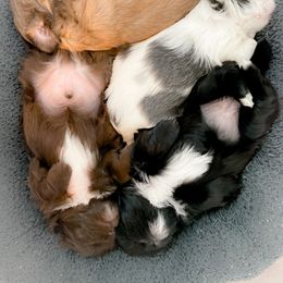 Shih Tzu Puppies from LaDawn’s Little Lions