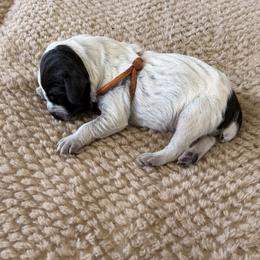 Wirehaired Pointing Griffon Puppies from Idleista Grand Chasseur