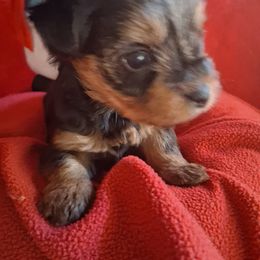 Layla - Black and tan female Yorkshire Terrier puppy in Ocala, Florida from Yorkie  And Shih Tzu Love