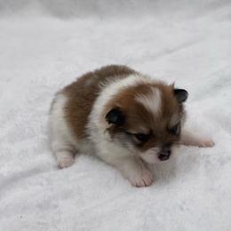 Luna 1550 - Chocolate parti female Pomeranian puppy in Douglas, Georgia from Heartland small breeds