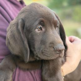 Bear - Chocolate male Labrador Retriever puppy in Archer Lodge, North Carolina from Archer Lodge Labradors