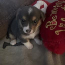 Girl 2 - Blue female Pembroke Welsh Corgi puppy in Tucson, Arizona from Sierrita Mountain Corgis