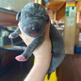 Pink collar - Blue female Great Dane puppy in Corsica, Pennsylvania from Ferguson Family Danes LLC