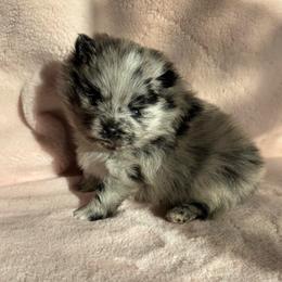 Luigi - Blue merle male Pomeranian puppy in Enfield, Connecticut from That Pom Haus
