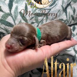 Altair AKC-CKC - Chocolate and tan male Dachshund puppy in Tecumseh, Oklahoma from MoonBerry Miniature Dachshunds