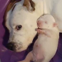 American Staffordshire Terrier and French Bulldog Puppies from Cicero Kennels