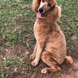 Delilah - Poodle