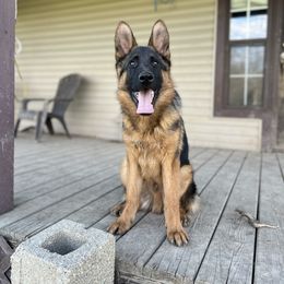 German Shepherd Puppies from Aus Gerstbrei German Shepherds